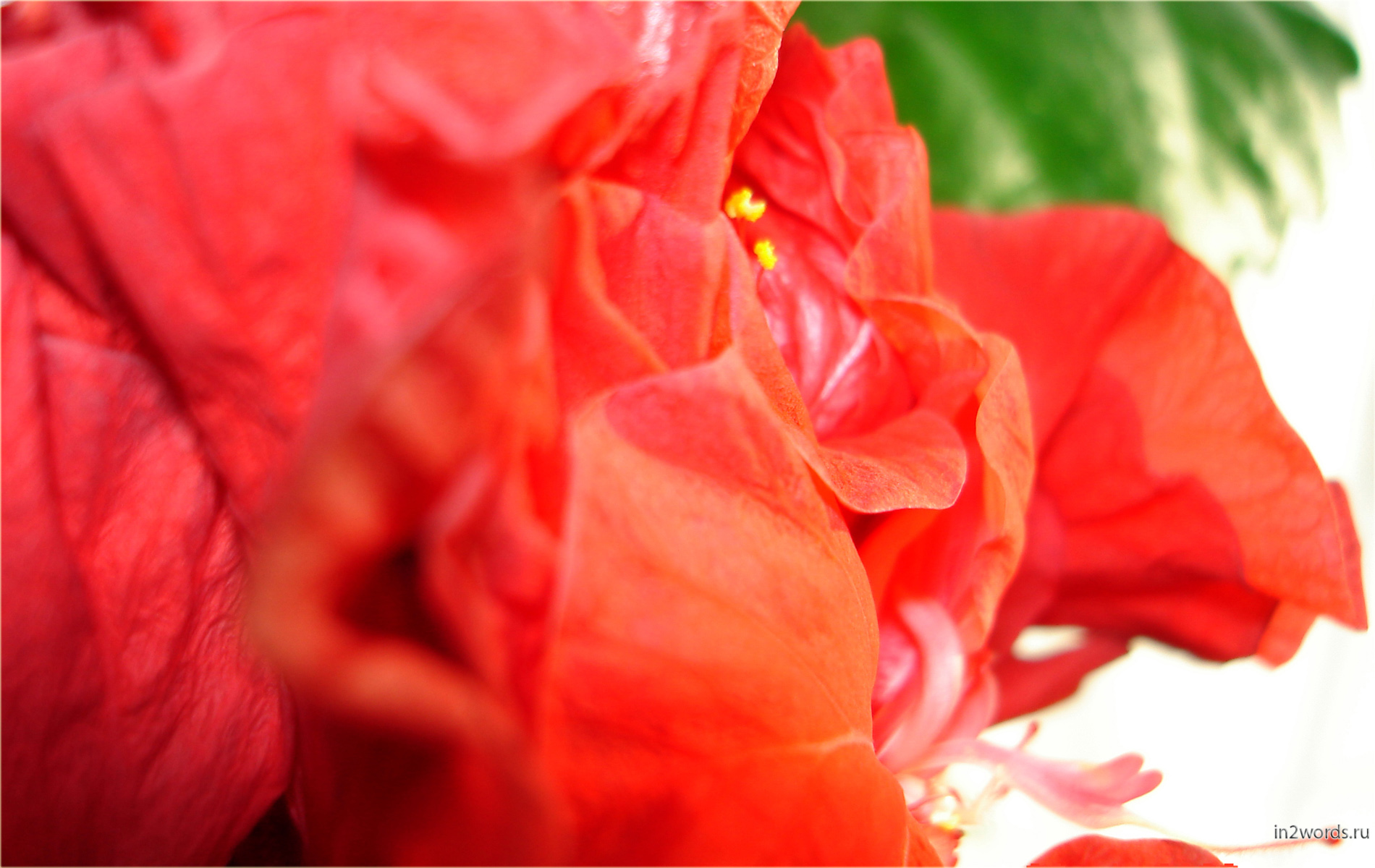 Китайская роза - Гибискус китайский. Махровый цветок. Часть 1