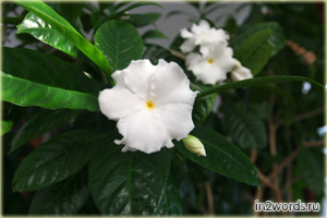Табернемонтана (Эрватамия) тропический цветок мечты