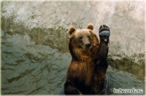 Приветливый медведь машет лапой