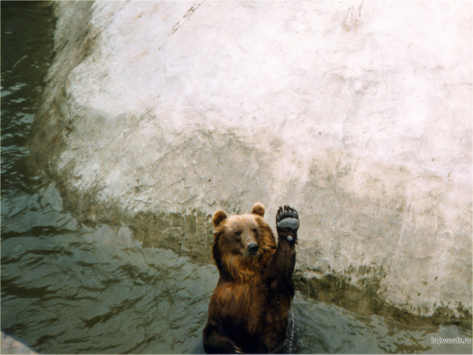 Приветливый медведь машет лапой