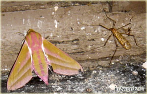 Розовый мотылек и комар. Бражник винный или Elephant Hawk Moth