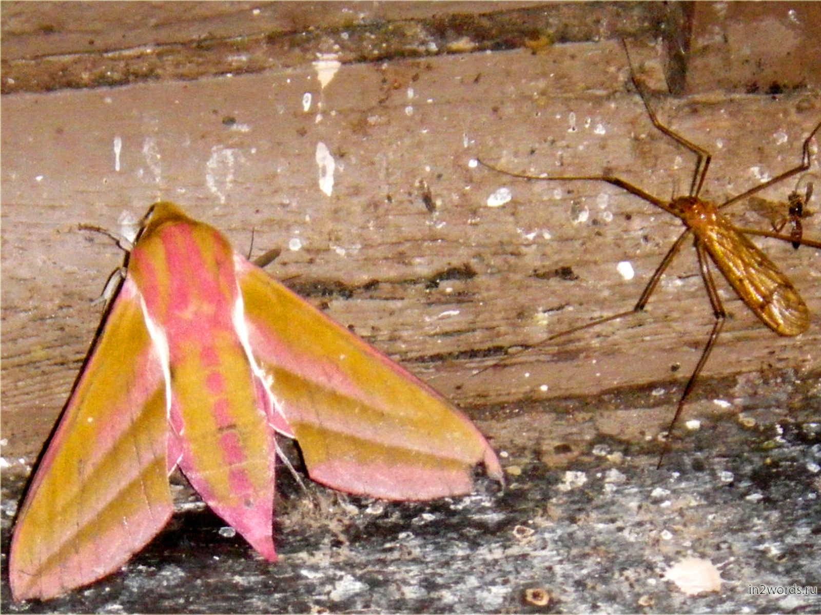 Розовый мотылек и комар. Бражник винный или Elephant Hawk Moth