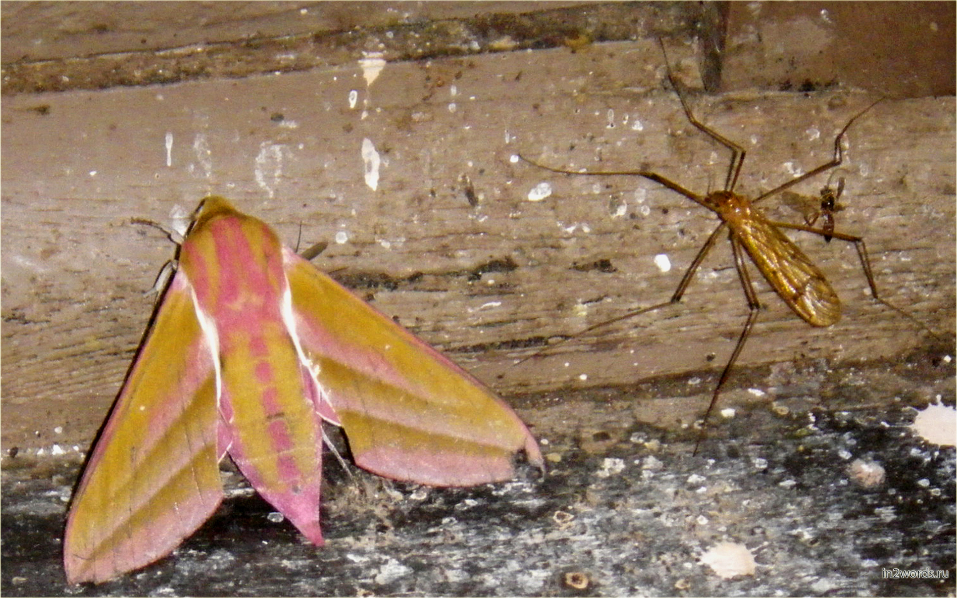 Розовый мотылек и комар. Бражник винный или Elephant Hawk Moth
