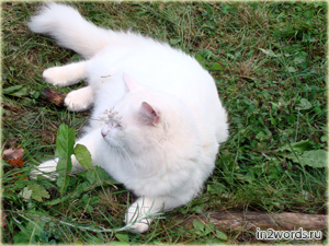 Белый и пушистый кот недоволен