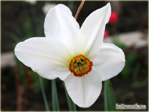 Нарцисс (по-английски Daffodil). Narcissus Poeticus Actaea и Pheasant