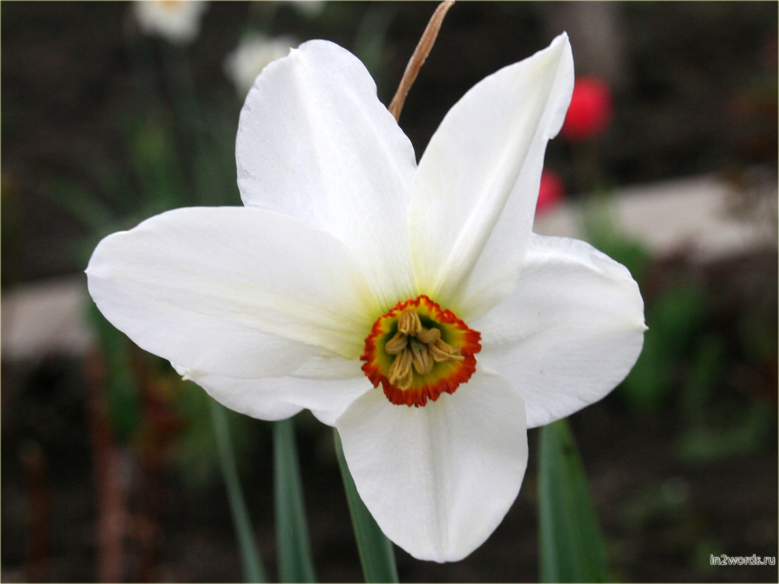 Нарцисс (по-английски Daffodil). Narcissus Poeticus Actaea и Pheasant