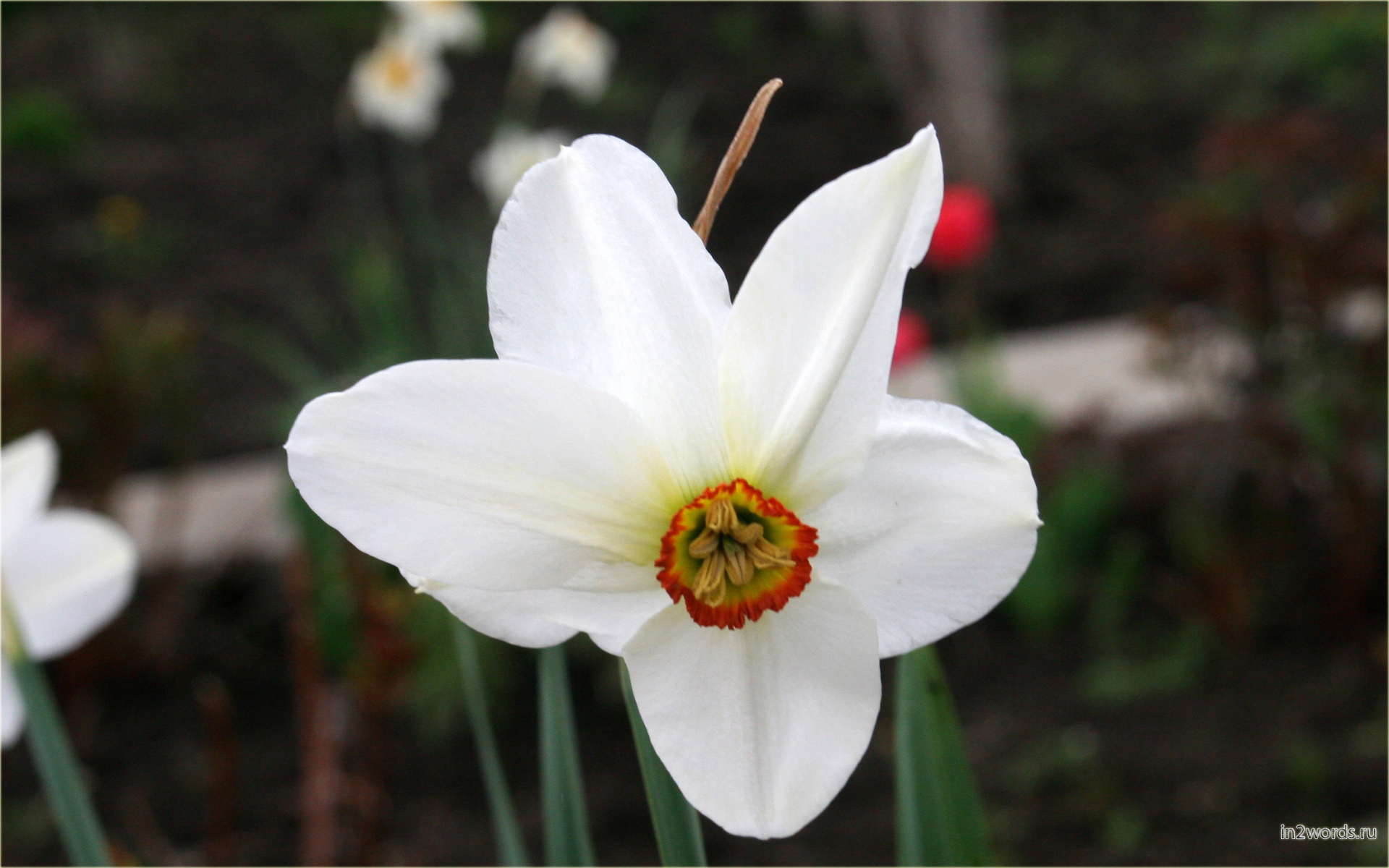 Нарцисс (по-английски Daffodil). Narcissus Poeticus Actaea и Pheasant