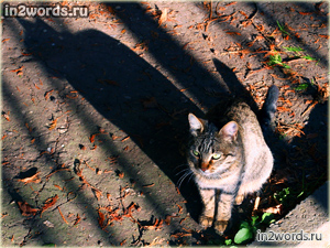 Из леса их вышло двое - серый красавчик кот и его тень.