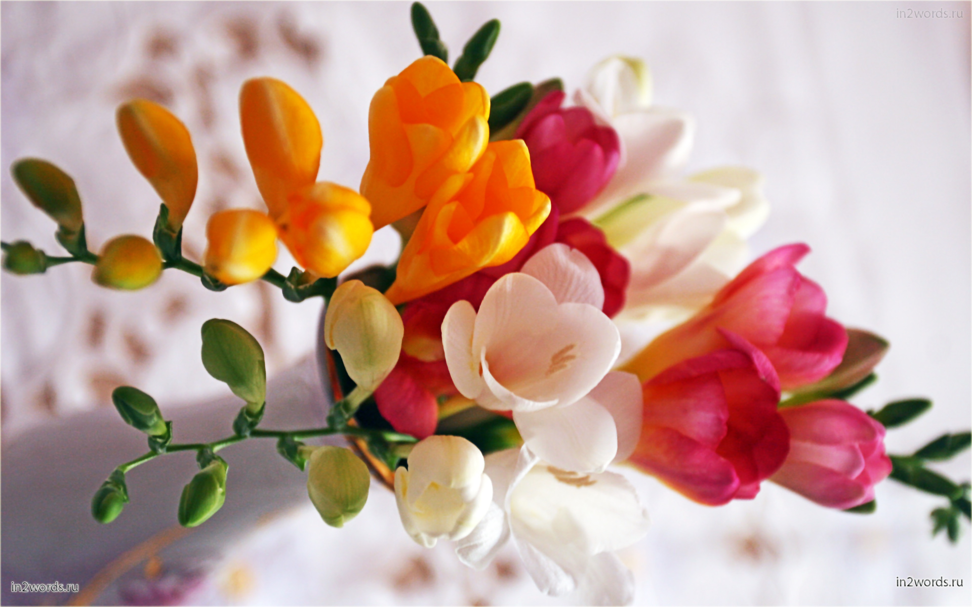 Фрезии. Очень нежные и ароматные весенние цветы в маленьком букете.