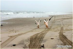 Хищные чайки, агрессивные розовые пеликаны и волны на побережье Волвис Бэй (Walvis Bay), Намибия.