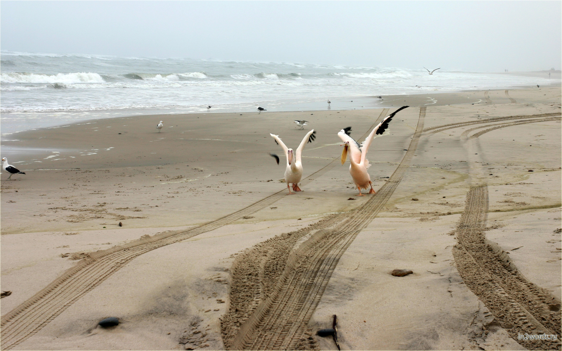 Хищные чайки, агрессивные розовые пеликаны и волны на побережье Волвис Бэй (Walvis Bay), Намибия.