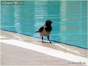 Серая ворона на водопое в Турции. Ворона птица гордая.
