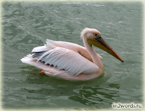 Гламурные розовые пеликаны. Волвис Бэй (Walvis Bay), Намибия.