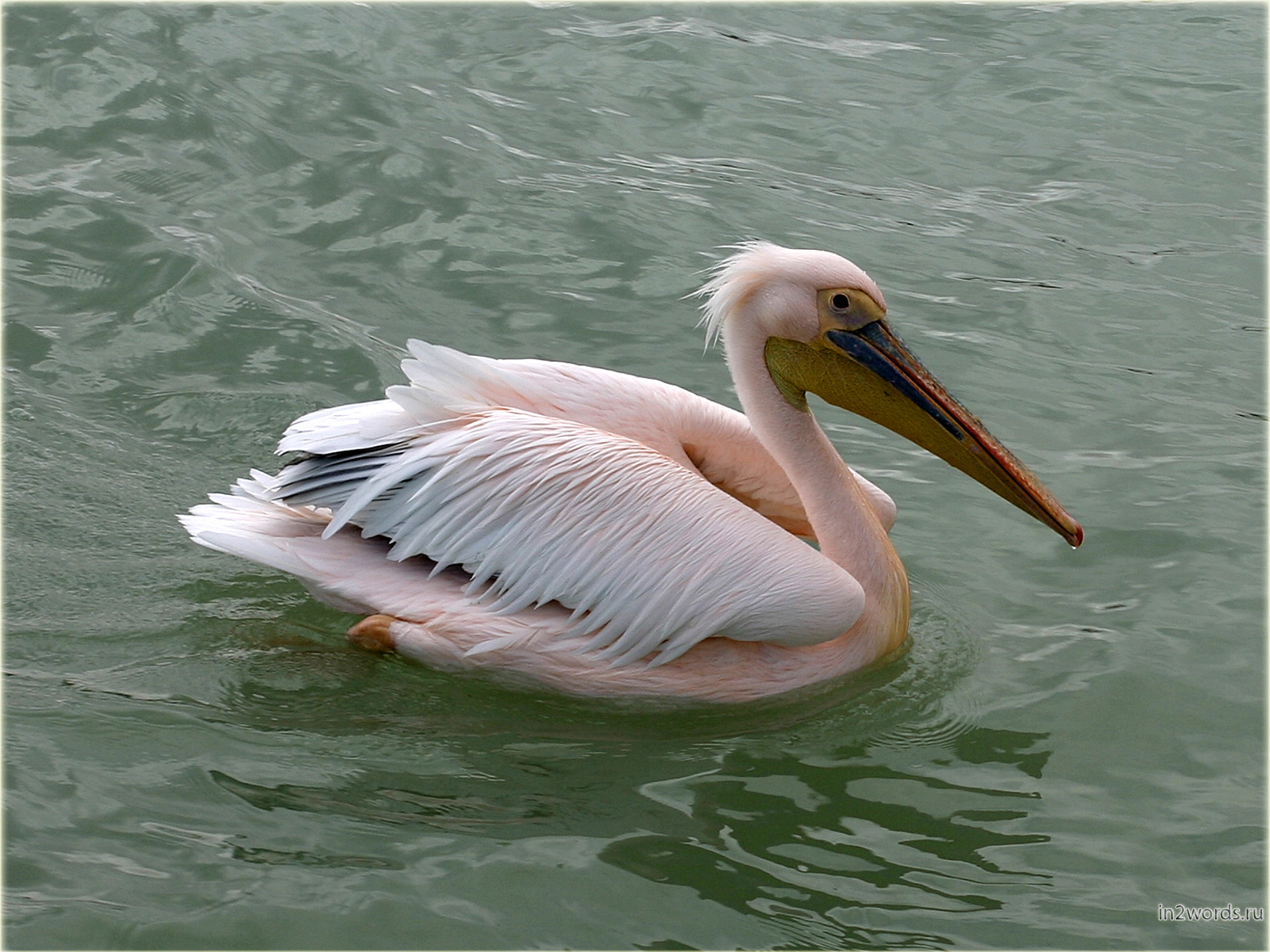 Гламурные розовые пеликаны. Волвис Бэй (Walvis Bay), Намибия.
